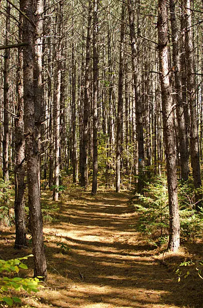 things to do in hayward wi